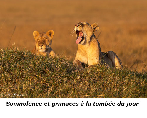 Lionnes