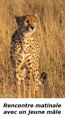 Guépard