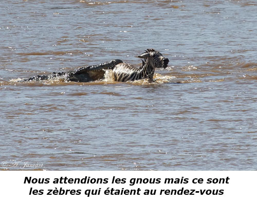 Crocodile attaquant un zèbre