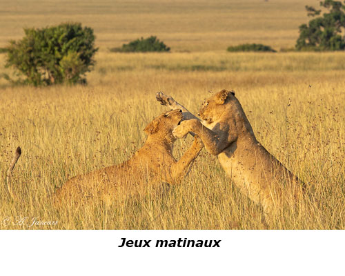 Lionnes
