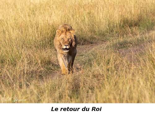 Lions