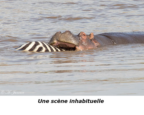 Hippopotame et zèbre