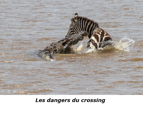 Zèbre attaqué par un crocodile