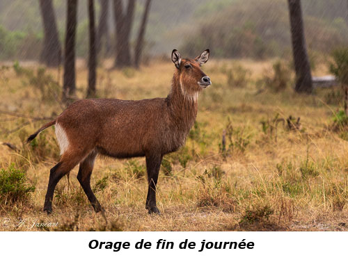 Cobe defassa sous la pluie