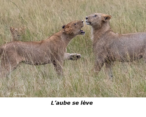 Lionnes