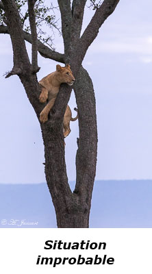 Lionne sur un arbre
