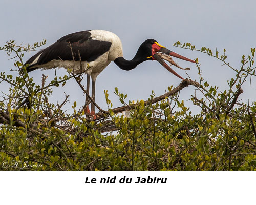 Janiru sur son nid