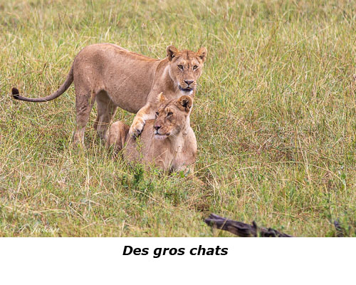 Lionnes