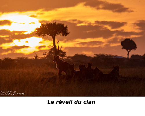 Lions au lever de soleil