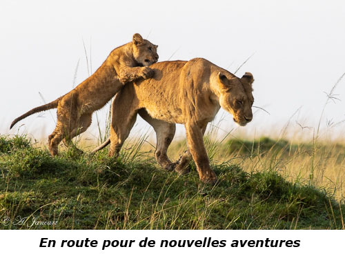 Lionceau et sa maman