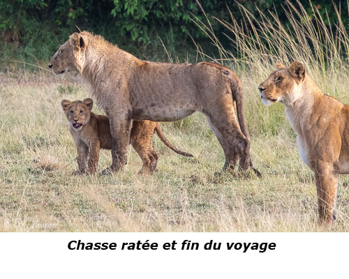 Lionceau et sa maman