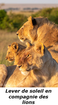 Lionceau et lions