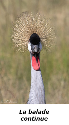 Guépard à la tombée du jour