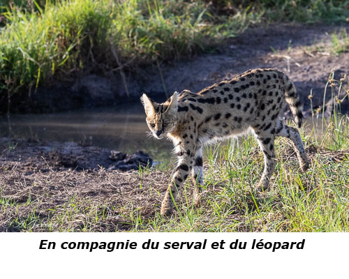 Serval