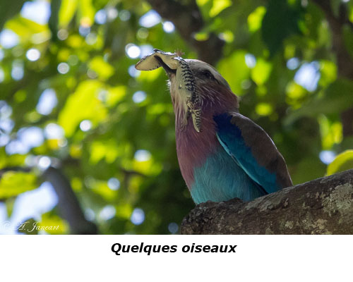 Rollier tenant un lézard dans son bec