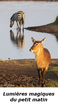 Cobe defassa dans la lumière du matin