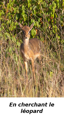 Dik-dik
