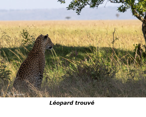 Léopard fixant la savane