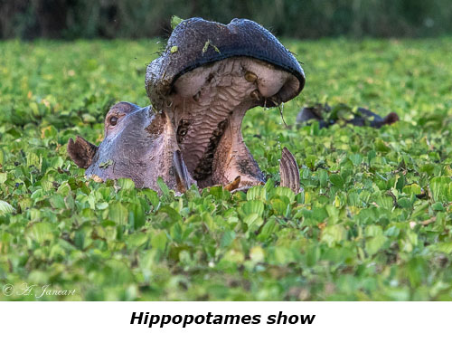 Baillement d'hyppopotame