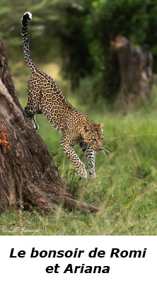 Léopard sautant d'un arbre