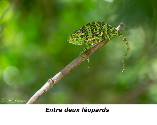 Caméléon