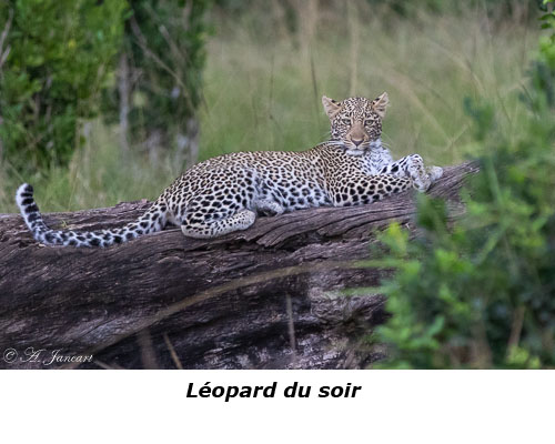 Léopard