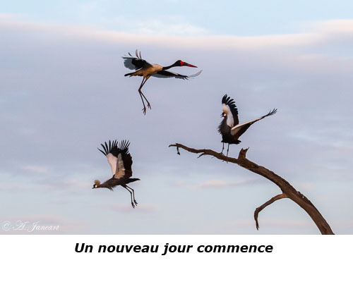 Grues royales et jabiru en vol