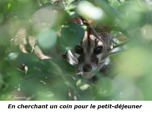 Genette cachée dans un feuillage