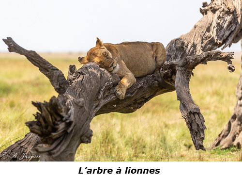 Lionne sur son arbre