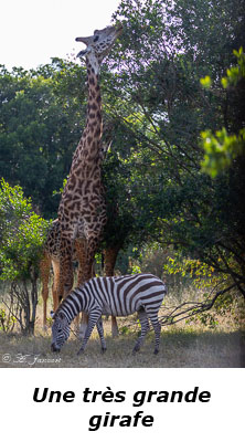 Girafe et zèbre