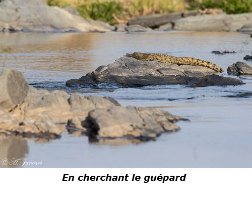 Crocodile au soleil