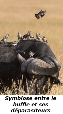 Buffle et étourneaux