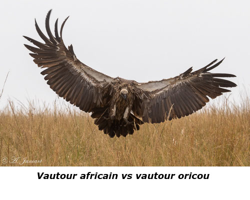 Vautour à l'atterrissage