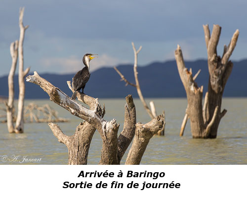 Cormoran à poitrine blanche