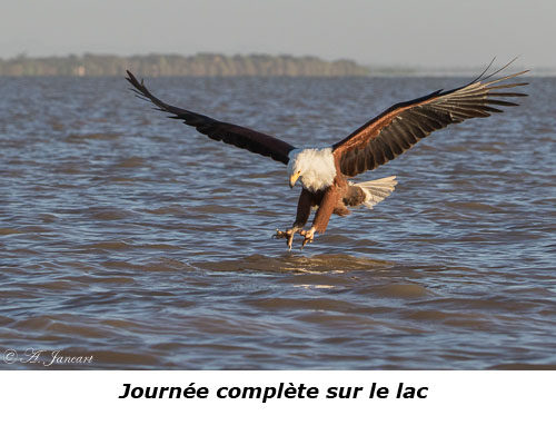 Aigle pêcheur