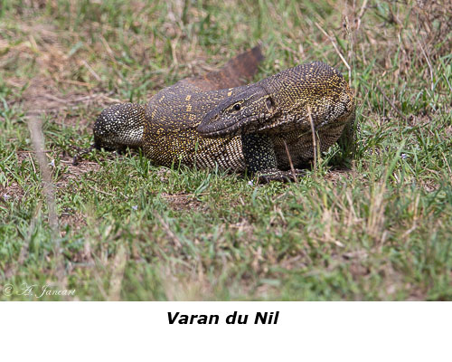 Varan du Nil