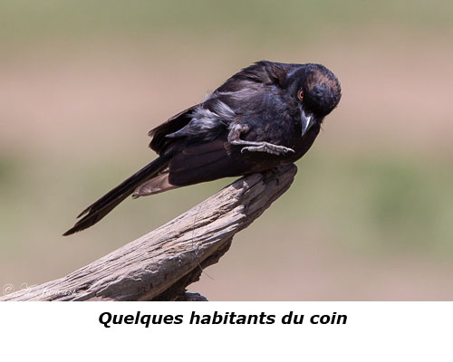 Oiseau noir