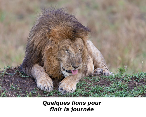 Lion