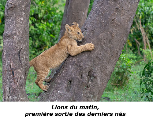 Lionceau