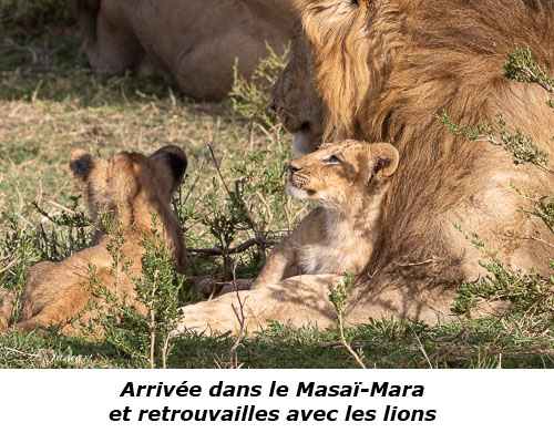 Lionceaux et lion