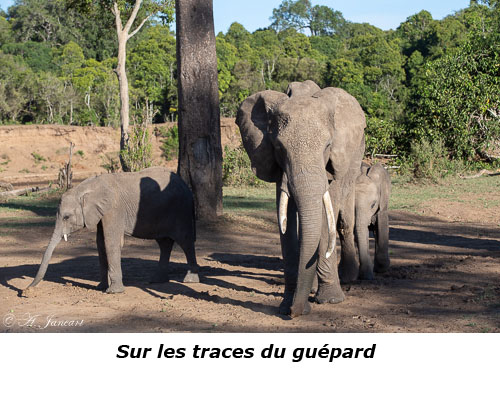 Eléphants
