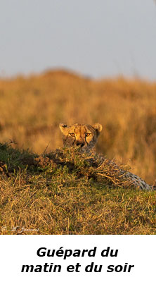 Guépard