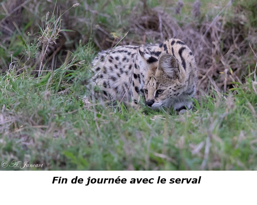 Serval