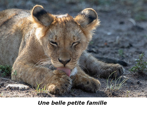 Lionceau