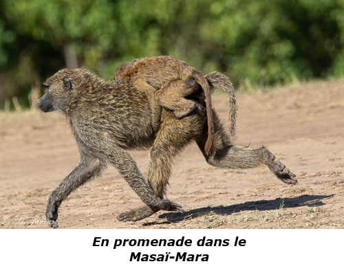 Babouin