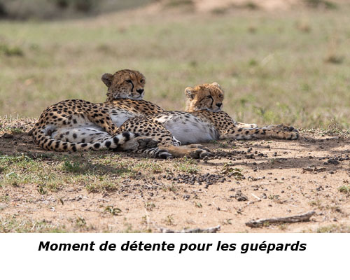 Guépards