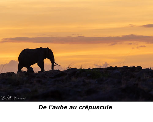 Eléphant sur lever de soleil