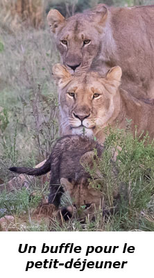 Lionnes