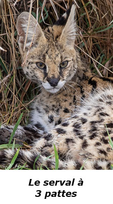 Serval
