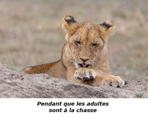 Lionceau